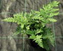 Dryopteris dilitata 'Jimmy Dyce' Plug £2.95